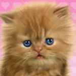 baby cat android application logo